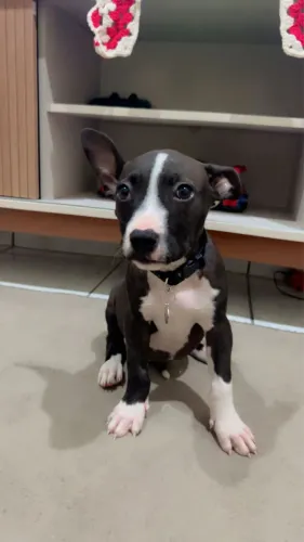 Pitbull