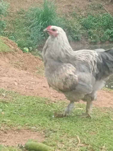 Disponível 