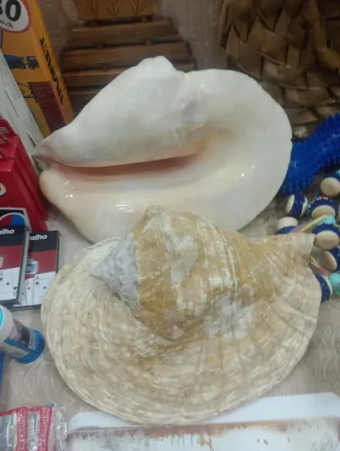 Concha gigante orelha de elefante