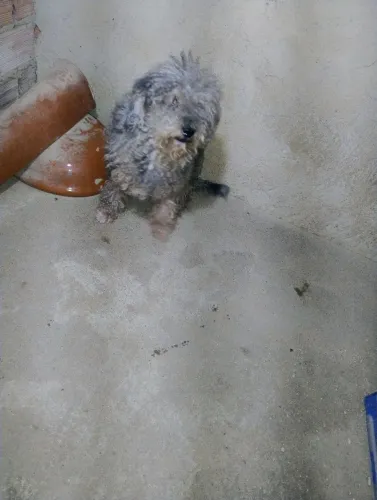 Estou doando esse cachorro adulto 