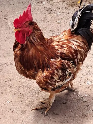 Galo