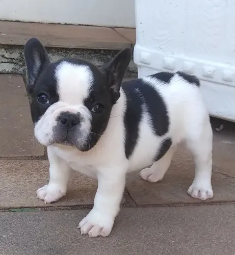Bulldog Francês : Machos e Fêmeas a Pronta Entrega