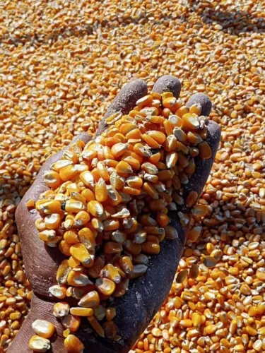 Milho em Grão Padrão 1, Quirela e Farelo de Soja - Sacos 50kg e 60kg