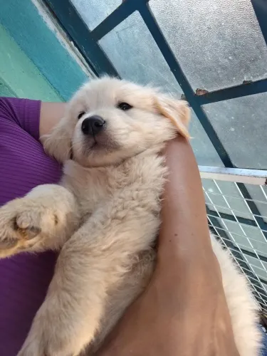 Golden Retriever dourados