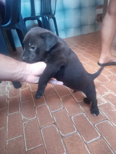 Filhote para venda