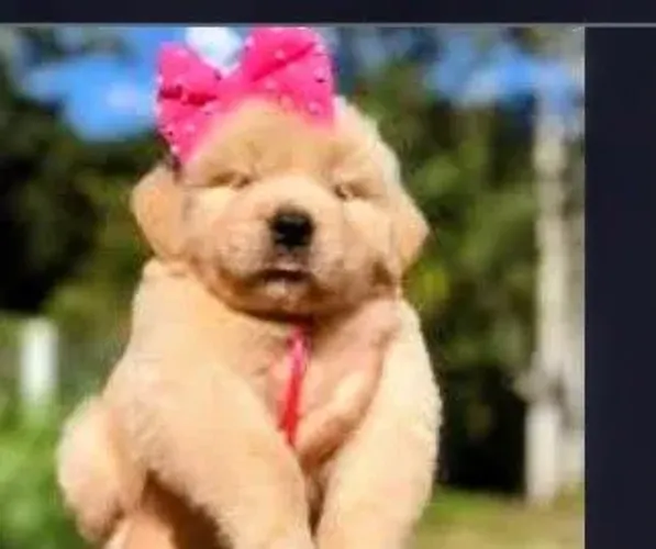 Golden Retriever 