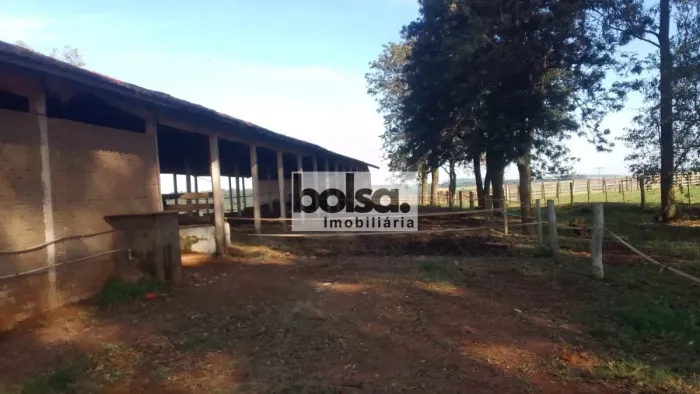 Haras magnifico especializado na cria de quarto de milha para provas de laço e tambor.