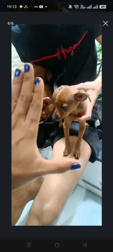 Pinscher N°01