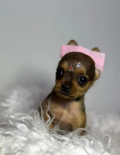 Pinscher fêmea miudinha um luxo