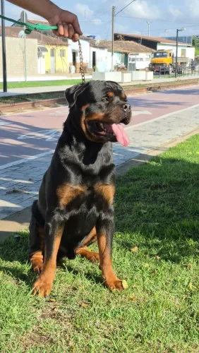 Filhote rottweiler puro!