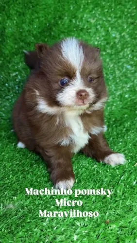 Filhotes Pomsky com Pedigree Disponíveis em Belo Horizonte