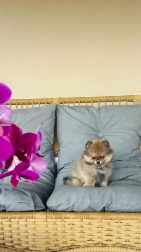 Lulu da pomeranea anão com 65 dias