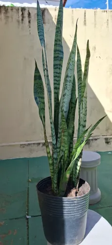 Vaso de espadas 103cm