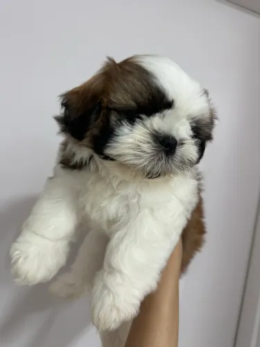 Shih tzu filhote