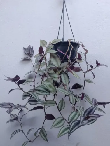 Cestinha com planta trandescantia zebrina