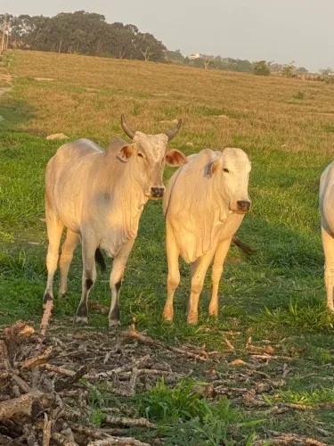 Novilha/ vitela/ bezerra/vaca