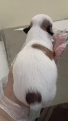 Shitzu