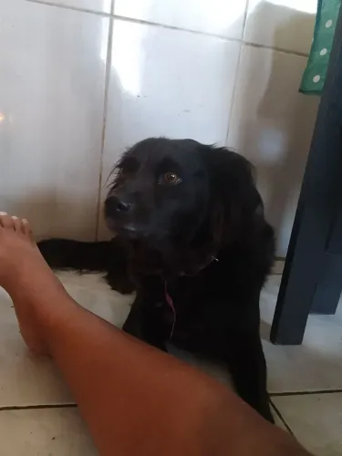 Estou dando fêmea 
