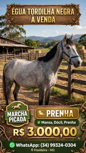 Égua mangalarga 4 anos, prenha 