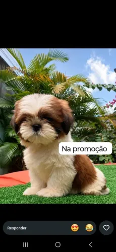 Shih tzu disponível na promoção