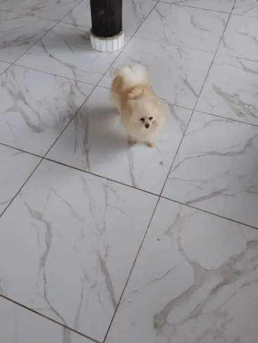 Lulu da pomeranea 