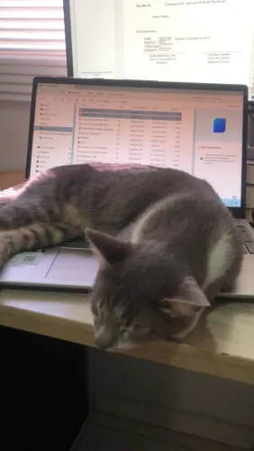 Gata Linda castrada e vermifugada