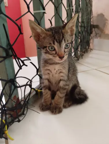 DOAÇÃO DE GATO FILHOTE! Imploro que adotem esse filhote com responsabilidade. 