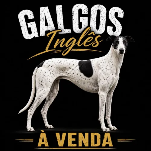 Galgo Inglês filhotes