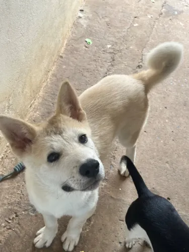 Akita macho 