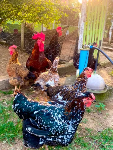 Galinha Sertaneja Balão GS 6 a 7 KGB