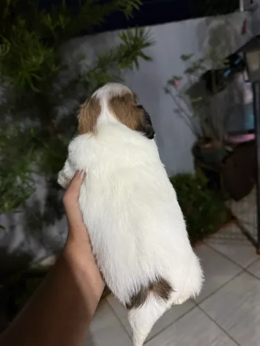 Shi-tzu fêmea