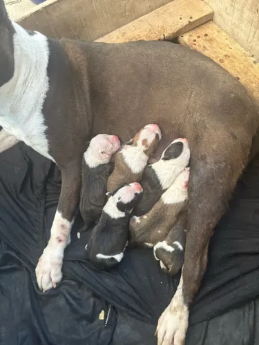 American Staffordshire Terrier Filhotes