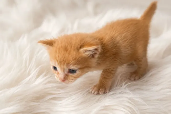 Gatinho amarelo filhote macho disponível para adoção 