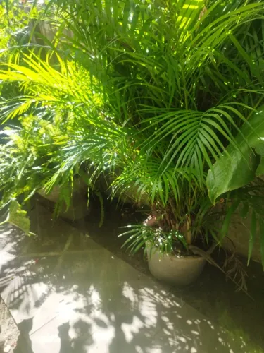 Palmeira Areca Bambú + Jarro