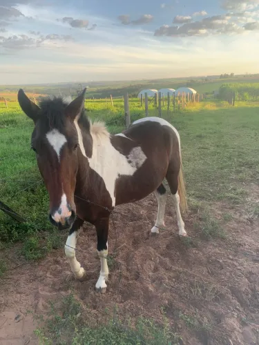 Cavalo mangalarga paulista marchador 