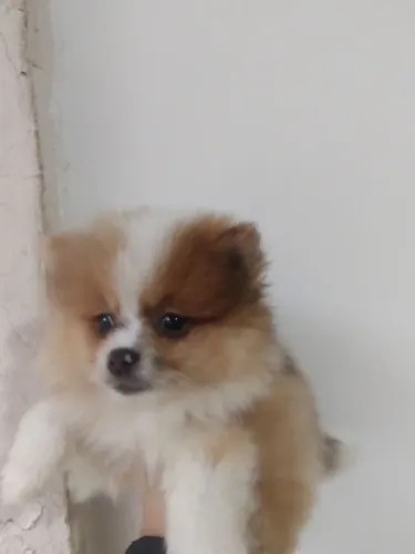 Spitz alemão anão