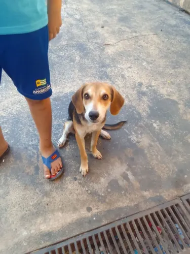 Estou doando esse cachorro 