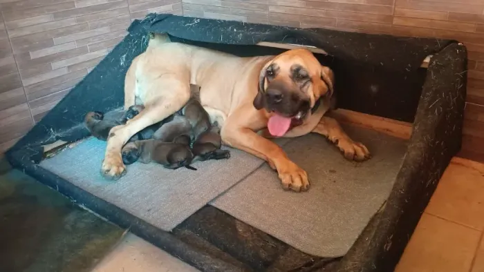 Filhote Fila brasileiro