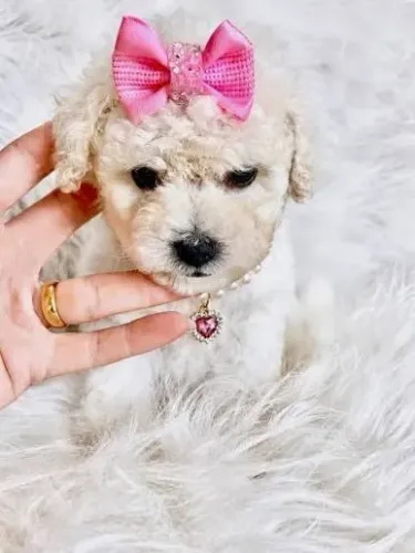 Poodle toy filhotes