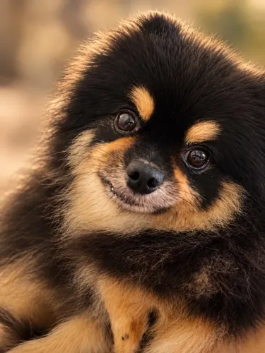 Vendo cachorrinha Spitz Alemão  (Lulu da Pomerânia)  a venda 