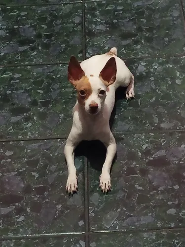 Vendo um Pincher macho .