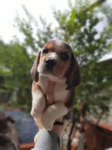 Beagle O arraiá da fofura já começou!