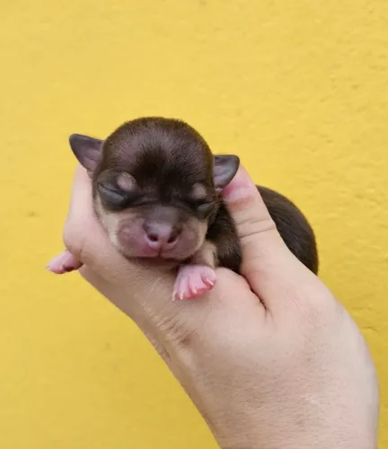 Chihuahuas pelo curto.