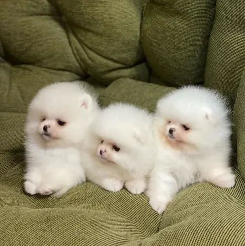 machinho spitz alemão mini pedigree baby face branca