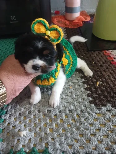 Shitzu com maltês femea
