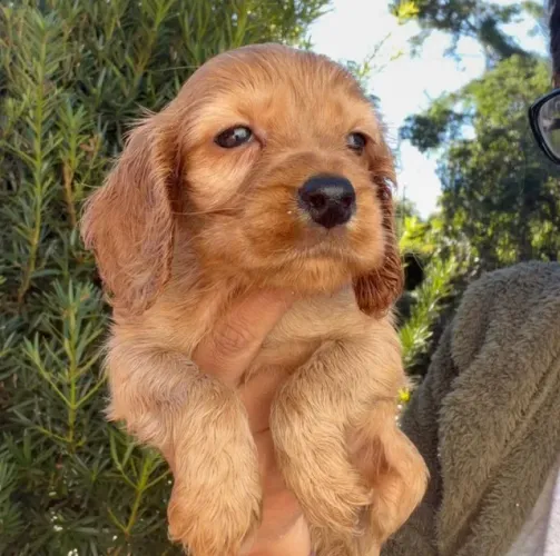 Cocker spaniel companheiro ideal