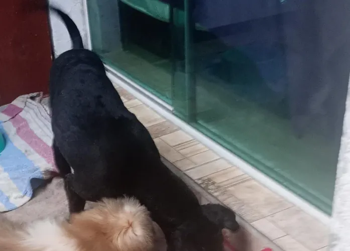 Cachorro