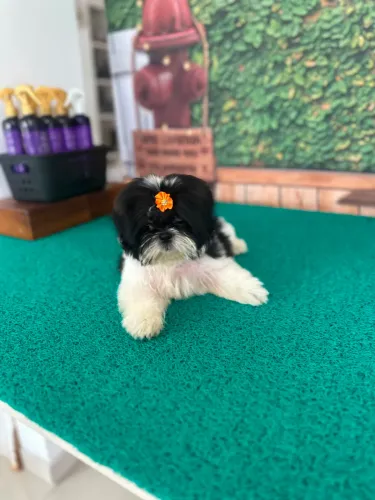 Linda shitzu fêmea preta e branca