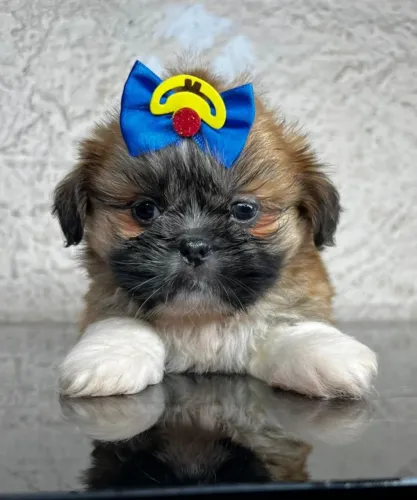 Shitzu ideal para sua companhia diária