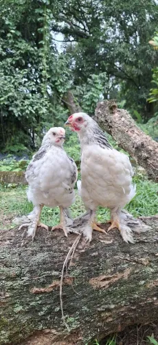 Casal de Galinha Brahma Light Pura